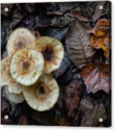Potato Chips In The Forest? Acrylic Print