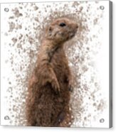 Prairie Dog Portrait - Splatter Acrylic Print