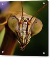 Praying Mantis Face Acrylic Print