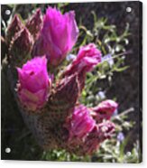 Prickly Pear Cactus In Bloom Acrylic Print