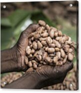 Processing Raw Cocoa Beans In Africa Acrylic Print