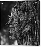 Profile In A Tree Acrylic Print