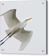 Profile Of Flight Acrylic Print