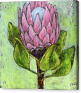 Protea Flower Acrylic Print