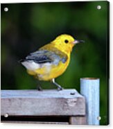 Prothonotary Warbler #3215 Acrylic Print