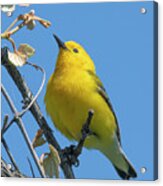 Prothonotary Warbler Dsb0375 Acrylic Print