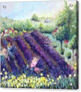 Provence Lavender Farm Acrylic Print