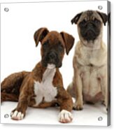 Pug Puppy Sitting With Boxer Puppy Acrylic Print