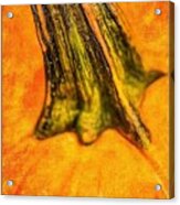 Pumpkin Stalk Acrylic Print