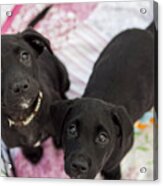 Puppies For Adoption Acrylic Print