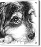 Puppy Eyes Acrylic Print