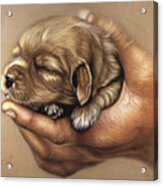 Puppy In Hand Acrylic Print