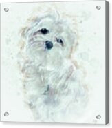 Puppy Love Acrylic Print