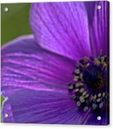 Purple Anemone Acrylic Print