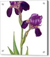 Purple Bearded Iris Acrylic Print
