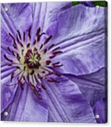 Purple Clematis Flower Photograph Acrylic Print