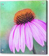 Purple Coneflower With A Touch Of Grunge Acrylic Print