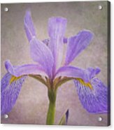 Purple Flag Iris Acrylic Print