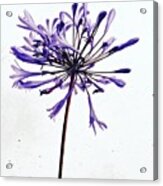Purple Flower Acrylic Print