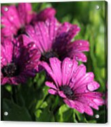 Purple Flower Acrylic Print