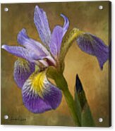 Purple Iris Acrylic Print