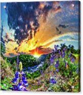 Purple Lupine Wild Flowers River Sunset Acrylic Print