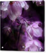 Purple Perennial Flowers Acrylic Print