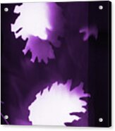 Purple Pine Cones Acrylic Print