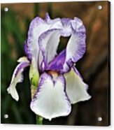 Purple Striped White Iris Acrylic Print