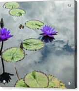 Purple Water Lilies And Pads Acrylic Print