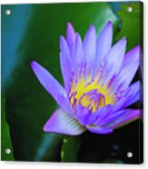Purple Water Lily Acrylic Print
