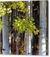 Alaska Aspen Trees In Autumn Acrylic Print