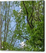Queen's Wood Trees Spring 6 Acrylic Print
