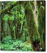 Quinault Rain Forest Acrylic Print