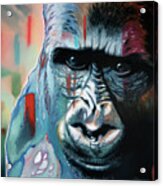 Gorilla - Acrylic Print