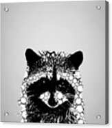 Raccoon 26 Acrylic Print