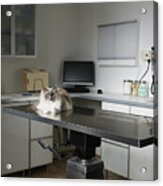 Ragdoll Cat Sitting On Veterinarian Exam Table Acrylic Print