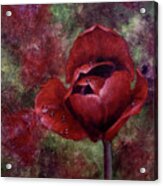 Rain Kissed Tulip Acrylic Print