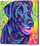 Rainbow Labrador Retriever Acrylic Print