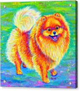 Rainbow Pomeranian Acrylic Print