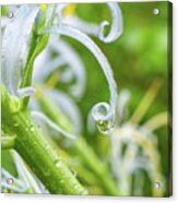 Raindrop On A White Flower Acrylic Print