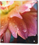 Raindrops And Petals Acrylic Print