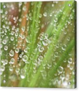 Raindrops On A Web Net Acrylic Print