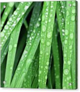 Raindrops On Leaves Of Lilies Acrylic Print