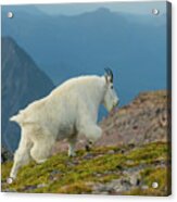 Rainier Mountain Goat Acrylic Print