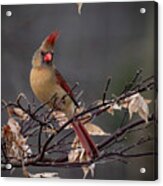 Rainy Day Cardinal Acrylic Print