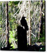 Raven In Sequoia Forest Acrylic Print