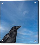 Raven Portrait Acrylic Print