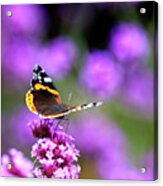 Red Admiral Butterfly Nectaring Acrylic Print