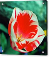 Red And White Tulip From Monets Garden At Giverny Film Image Acrylic Print